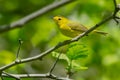 Wilson`s Warbler - Cardellina pusilla