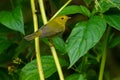 Wilson`s Warbler - Cardellina pusilla