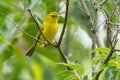 Wilson`s Warbler - Cardellina pusilla