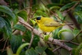 Wilson`s warbler Cardellina pusilla is a small New World american warbler, greenish above and yellow below, with rounded wings