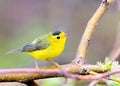 Wilson's warbler perched on a dead tree limb