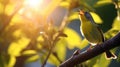 WilsonÃ¢â¬â¢s Warbler singing joyfully on a sunlit branch. AI Generative Royalty Free Stock Photo