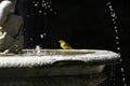 a wilson warbler sitting on a fountain