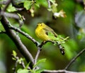 A Wilson Warbler #2