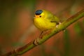 Wilson Warbler, Wilsonia pusilla, New World warbler from Costa Rica. Tanager in the nature habitat. Wildlife scene from tropical n