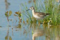 Wilson's Phalarope - Phalaropus tricolor