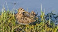 Wilson's snipe (Gallinago delicata) laying in tall grass at edge of water