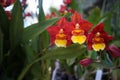 Wilsonara Orchid, Wils, Firecat_Harmony Orchid, Wils, Firecat harmony Royalty Free Stock Photo