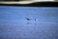 Wilsons Phalarope Birds Wading in a River