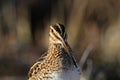 Wilsons Snipe Royalty Free Stock Photo