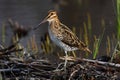 Wilsons Snipe Royalty Free Stock Photo