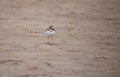 Wilsons snipe shorebird Charadrius wilsonia forages for fiddler crabs Royalty Free Stock Photo