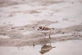 Wilsons snipe shorebird Charadrius wilsonia forages for fiddler crabs Royalty Free Stock Photo