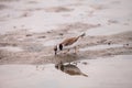 Wilsons snipe shorebird Charadrius wilsonia forages for fiddler crabs Royalty Free Stock Photo