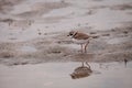 Wilsons snipe shorebird Charadrius wilsonia forages for fiddler crabs Royalty Free Stock Photo