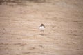 Wilsons snipe shorebird Charadrius wilsonia forages for fiddler crabs Royalty Free Stock Photo