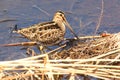 Wilsons Snipe in Spring Royalty Free Stock Photo