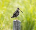 A Wilsons Snipe Royalty Free Stock Photo