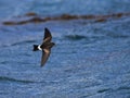 Wilsons Stormvogeltje, Wilsons Storm-petrel, Oceanites oceanicus Royalty Free Stock Photo