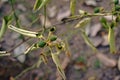 Wilt in citrus tree causes by root rot disease