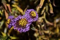 Wilted autumn flowers on a background of dry leaves