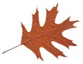 Wilted autumn leaf American oak square