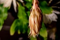 Wilted bloom of a Night blooming cereus against a black background Royalty Free Stock Photo