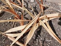 Wilted dead summer plants foliage