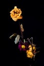 Wilted and dry yellow rose flower on a vase on a black background Royalty Free Stock Photo