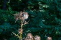 The wilted flower head of a thistle