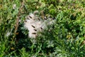 Wilted flower heads of a creeping thistle