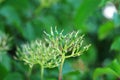 Wilted flowerhead of a common dogwood Royalty Free Stock Photo