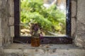 Wilted flowers in an old glass vase inside an old church at Davelis Cave, Penteli, Greece