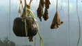 Wilted Gourd and Leaves