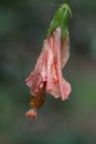 Wilted Hibiscus flower side view Royalty Free Stock Photo