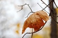 Wilted leaf on a branch in autumn forest