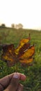 Wilted leaf of cotton crops