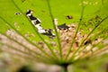 Wilted leaf of lotus plant in nature