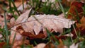 Wilted oak leaf with raindrops on the ground in autumn Royalty Free Stock Photo
