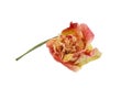 Wilted pink eustoma flower isolated on white background