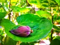 Wilted pink lotus flower placed on lotus leaf.