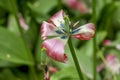 Wilted pink tulip