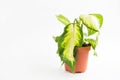 Wilted potted houseplant. Limp dieffenbachia leaf on a white background. Care of indoor plants, problems, parasites, poor care,