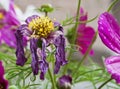 Wilted Purple Daisy with Live Purple Daisies Royalty Free Stock Photo