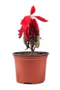 Wilted red flower in a flowerpot Royalty Free Stock Photo