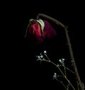 Wilted red rose flower on a black background. Faded lifeless flower. Sorrow and depression Royalty Free Stock Photo