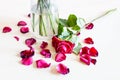 Wilted red rose flower and fallen petals near vase Royalty Free Stock Photo