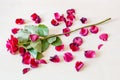 Wilted red rose flower and many fallen petals Royalty Free Stock Photo