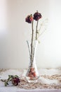 Wilted red rose flowers on the vase Royalty Free Stock Photo