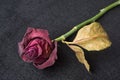 Wilted red rose over dark background